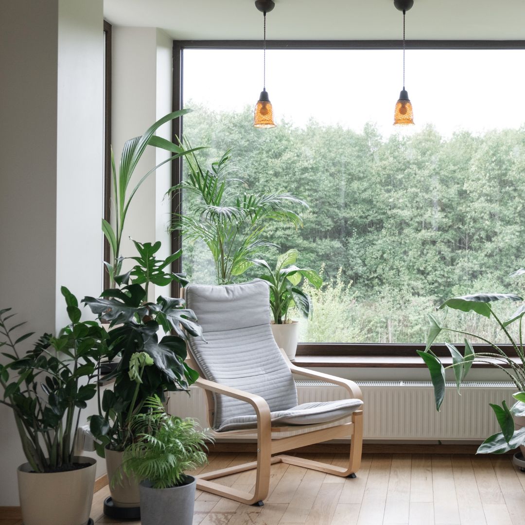 ambiente domestico con diverse tipologie di piante vere da interno 