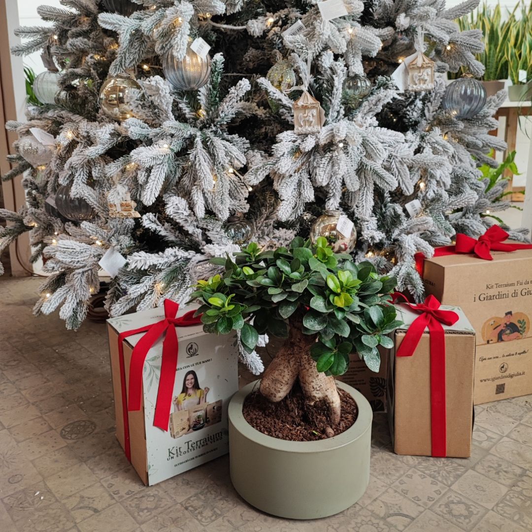 Pianta fi ficus in vaso verde con pacchi natalizi ai piedi di un albero di natale innevato
