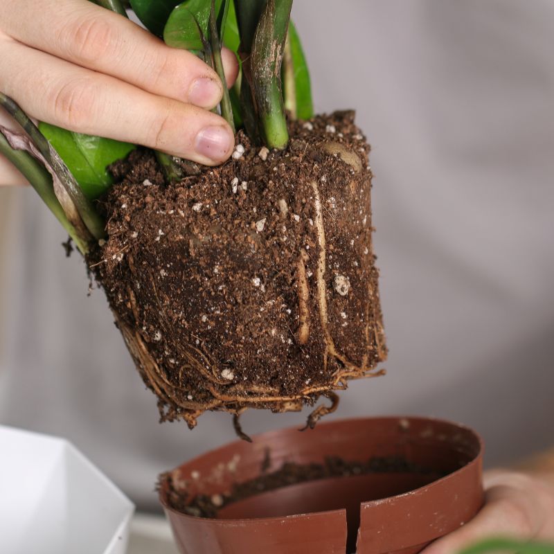 immagine una pianta con la zolla di terra scoperta 