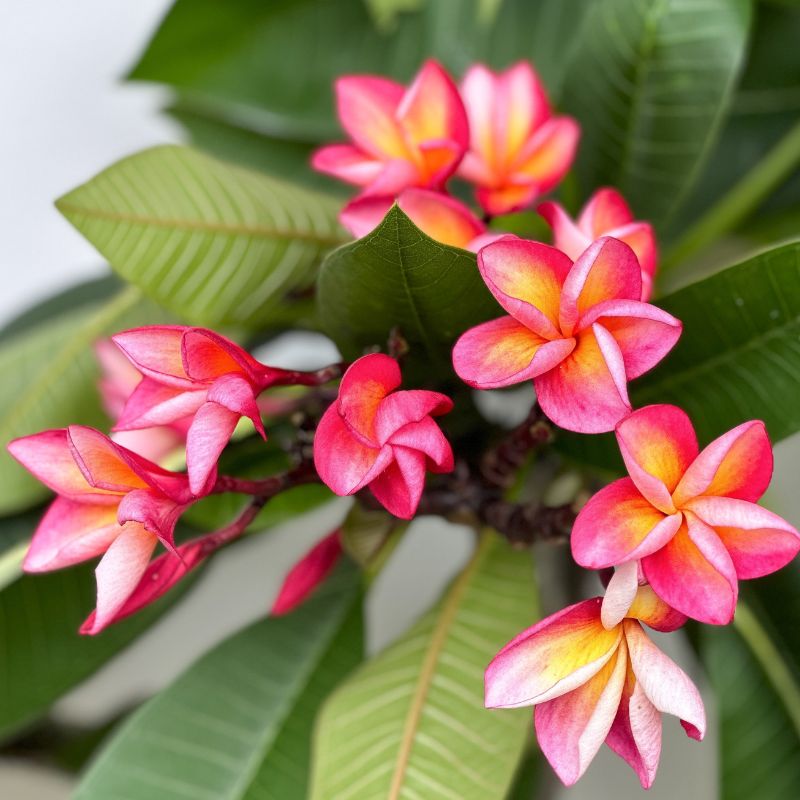 immagine mostra dei fiori della painta di plumeria 
