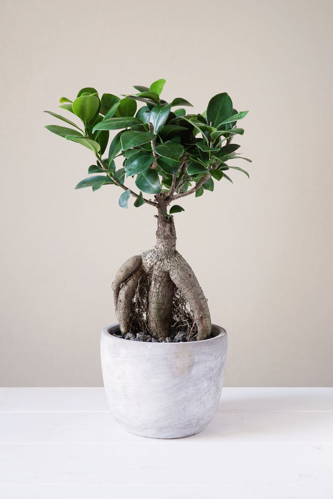 Piccolo Bonsai Ginseng in vaso colore bianco pietra 