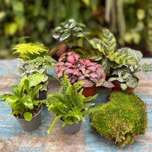 Piantine Terrarium - i Giardini di Giulia 