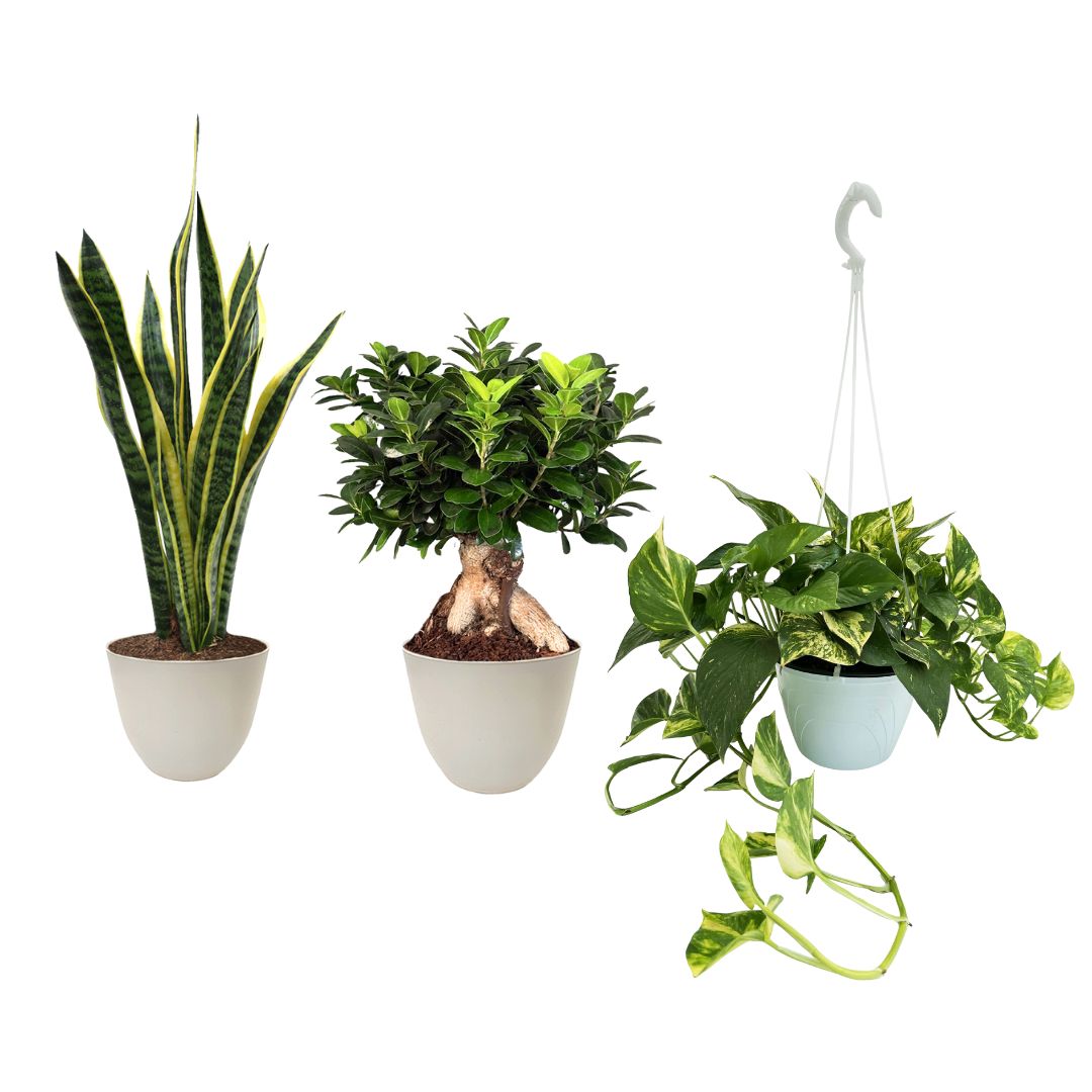 Selezione Piante Interno 1