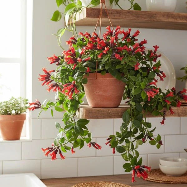 Pianta di Ephiphillum pendente di colore verde scuro