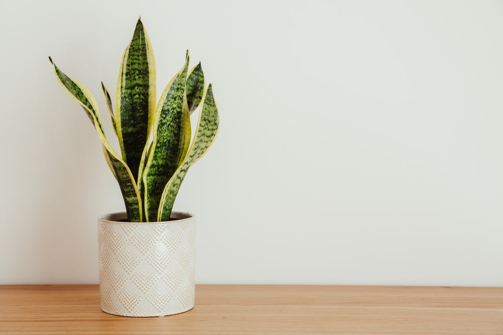 Pianta di Sansevieria Laurentii , con foglie verdi e gialle in un vaso cilindrico di colore bianco in ceramica . 