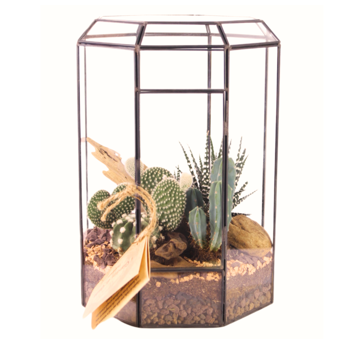 Terrarium con Piante Grasse - Eleganza Naturale per i Tuoi Interni