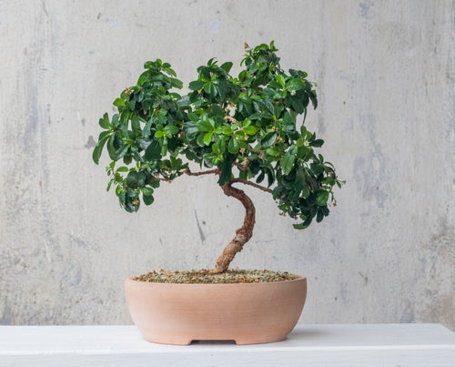 Piccolo bonsai di carmona in un vaso ovale di terracotta