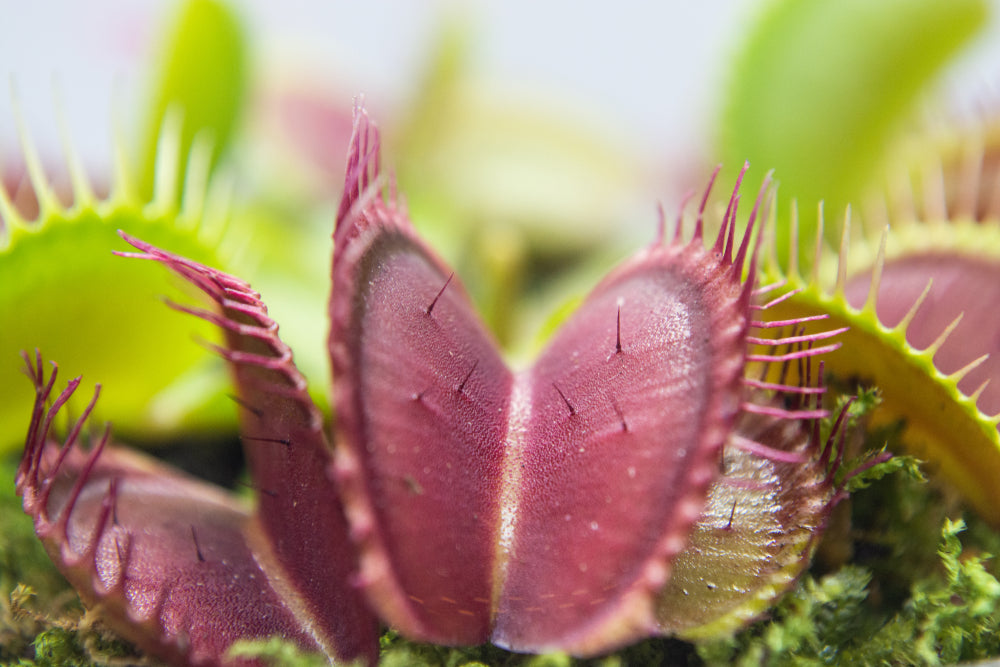 Online Dionaea pianta carnivora