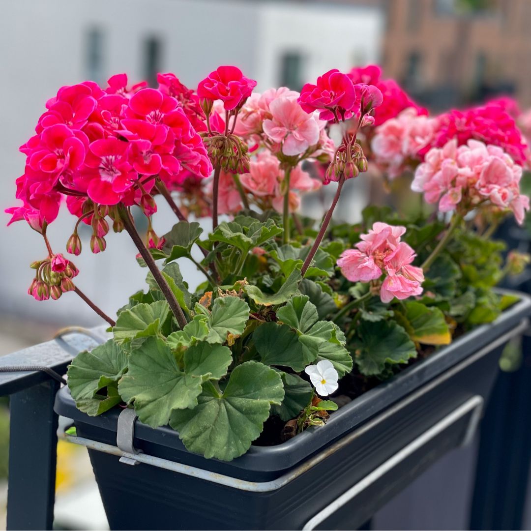 Fioriere da balcone - i Giardini di Giulia