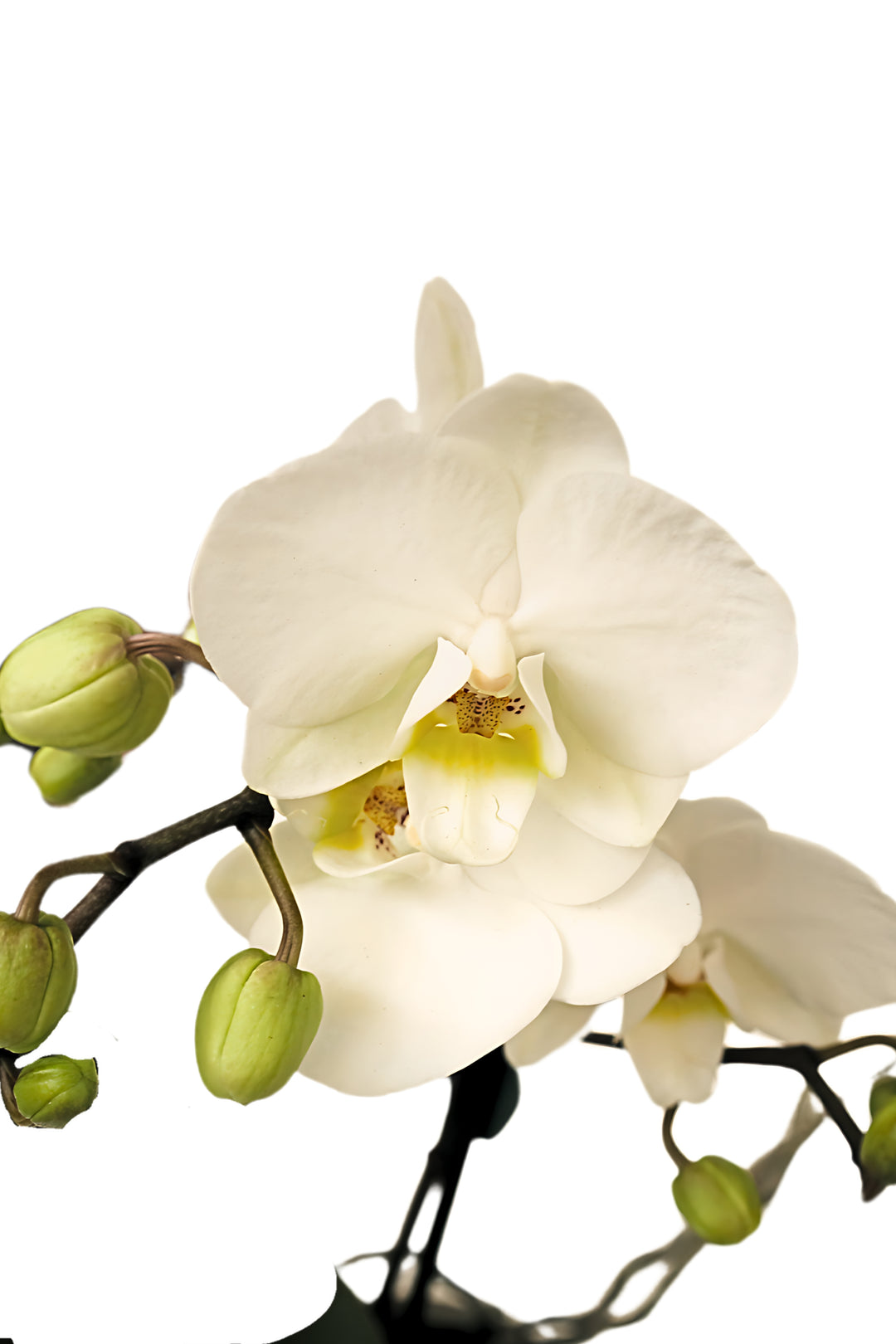 Foto dettaglio di un fiore di orchidea bianca 
