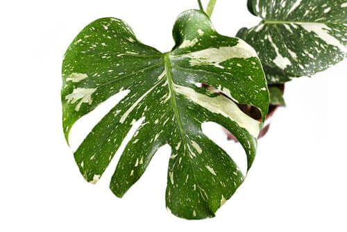 La foto mostra delle foglie variegate bianche e verdi di Monstera Thai costellation