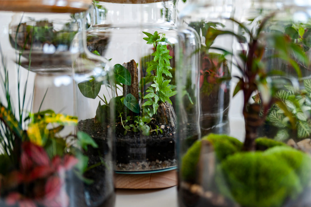 Terrarium