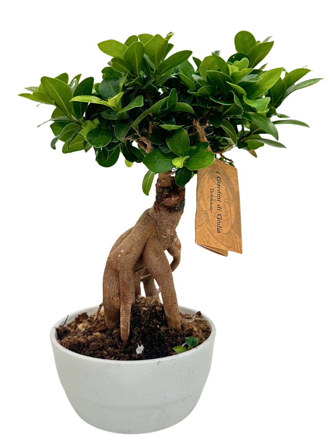 L'immagine mostra un Bonsai di ficus in vaso verde di fianco ad una teiera di colore verde