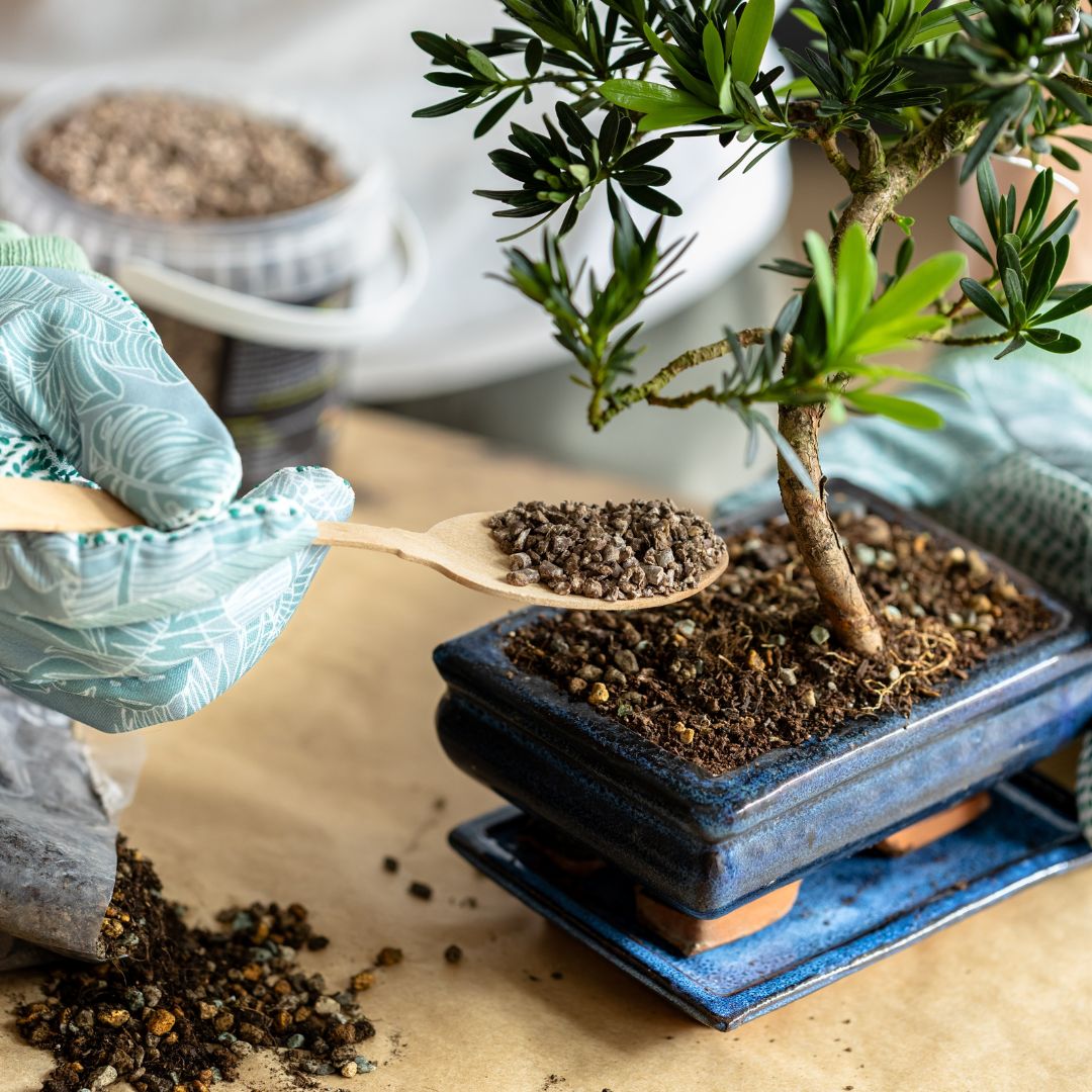 Substrati e concimi per bonsai