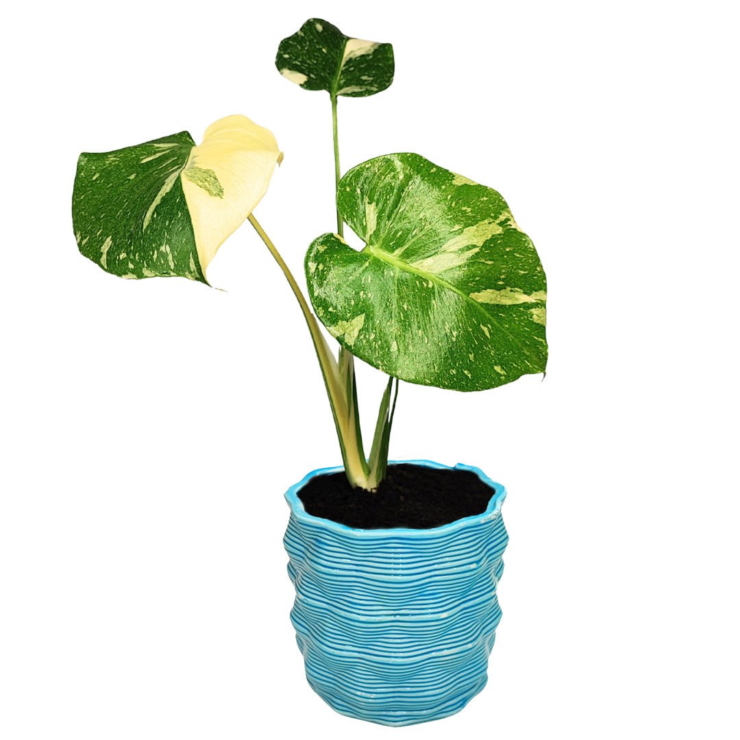 Vasi Artiganale in argilla di Cava de’ Tirreni - i Giardini di Giulia