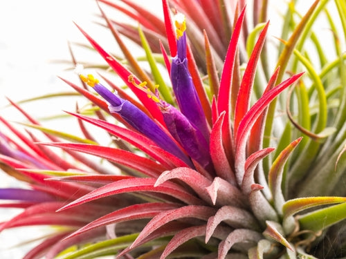 foto del particolare della fioritura della tillandsia ionanta con sfumature rosse e viola 