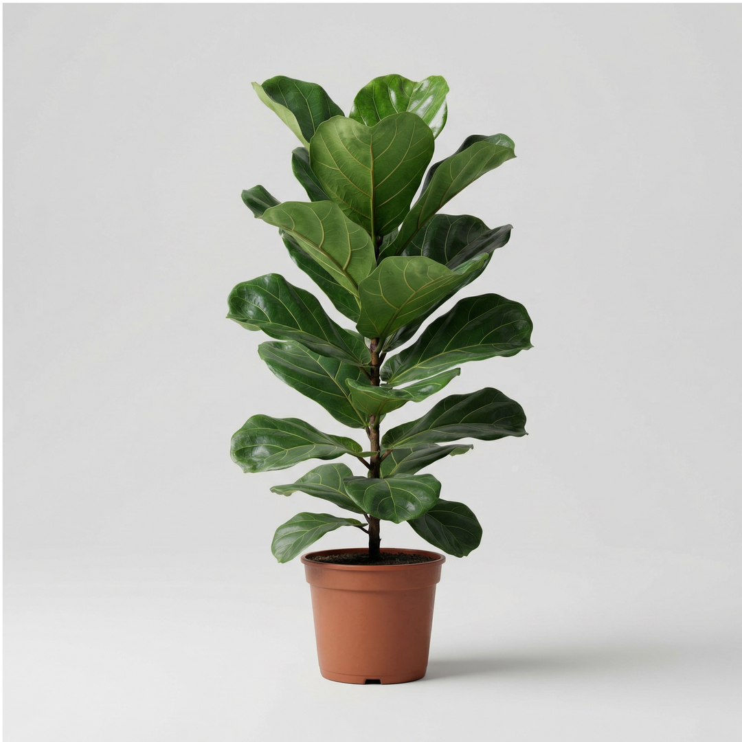 Ficus Lyrata pianta da interno 90 cm in vaso su sfondo neutro grigio