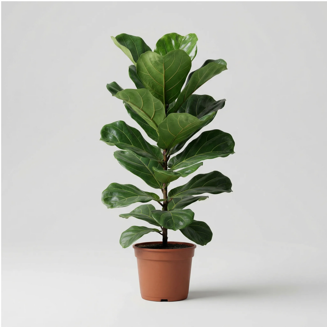 Ficus Lyrata 90 cm Pianta da Interno Giardini di Giulia — i Giardini di ...