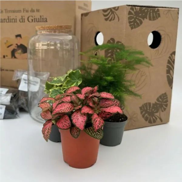 Kit Terrarium Fai Da Te Nadia | Crea il Tuo Giardino da Interno