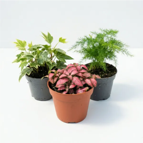 Kit Terrarium Fai Da Te Nadia | Crea il Tuo Giardino da Interno