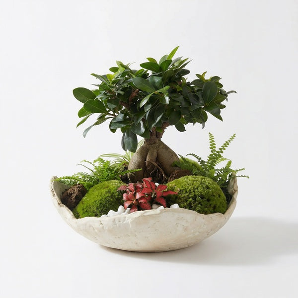 Terrarium aperto Geo Terrarium completato: Ficus Ginseng bonsai, felci, Fittonia rossa e muschio in base ceramica bianca artigianale
