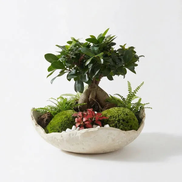 Terrarium aperto Geo Terrarium completato: Ficus Ginseng bonsai, felci, Fittonia rossa e muschio in base ceramica bianca artigianale