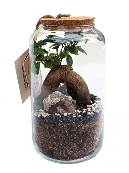 Terrarium di piante con bonsai ginseng all'interno