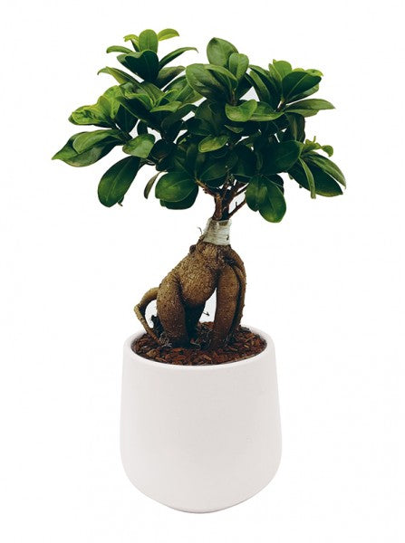 L'immagine presenta Bonsai Ficus Ginseng in vaso ceramica bianco Puglia