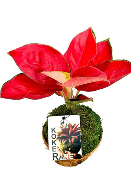 Limmagine presenta Kokedama con Aglaonema in scatola