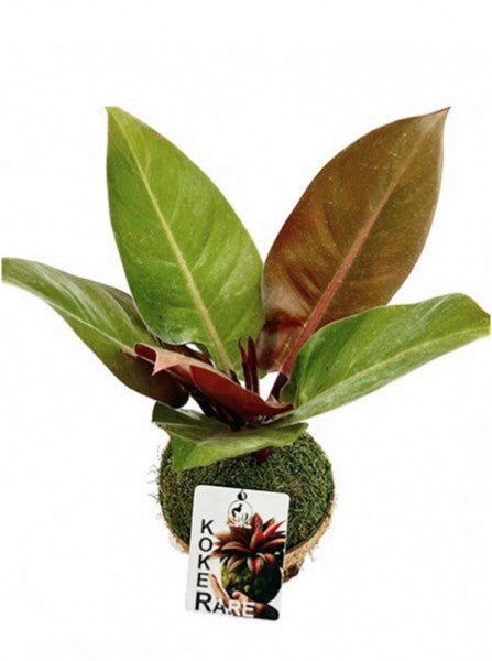 Limmagine presenta Kokedama con Philodendron in scatola