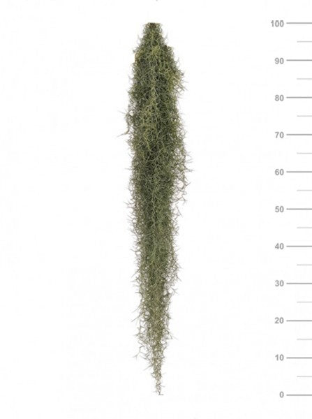 L'immagine mostra Piante di Tillandsia usneoides (Spanish Moss) che pendono