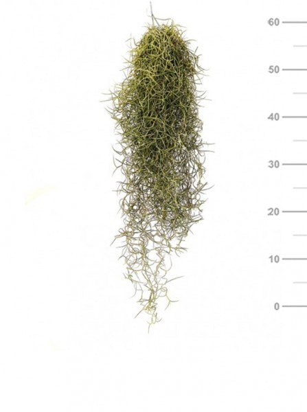 L'immagine mostra Piante di Tillandsia usneoides (Spanish Moss) che pendono