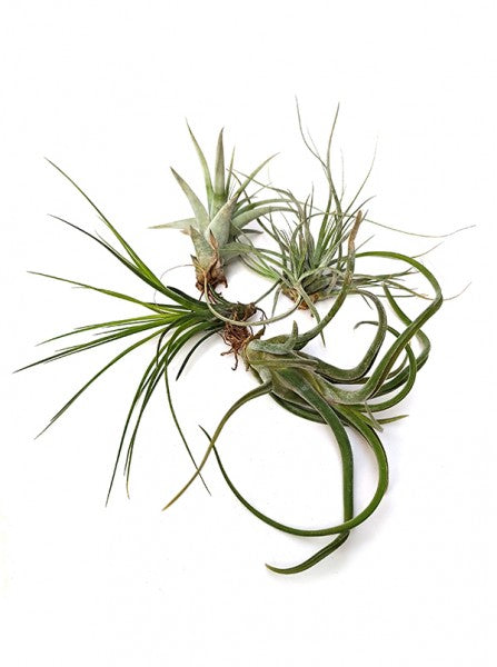 Assortimento di Tillandsia con tonalità verdi e argentee, alcune con foglie sottili e altre con foglie larghe, disposte a formare una composizione aerea e dinamica.