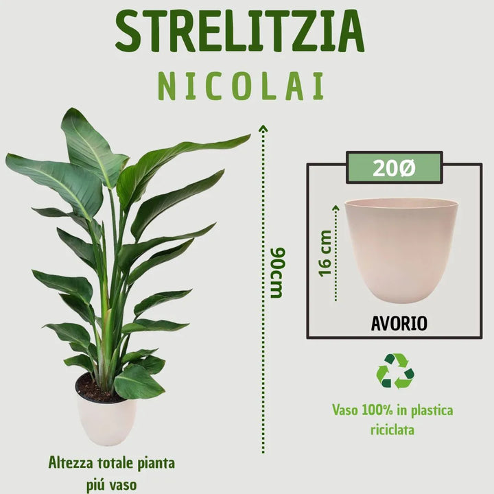 Strelitzia Nicolai , Paradise Bird - i Giardini di Giulia 