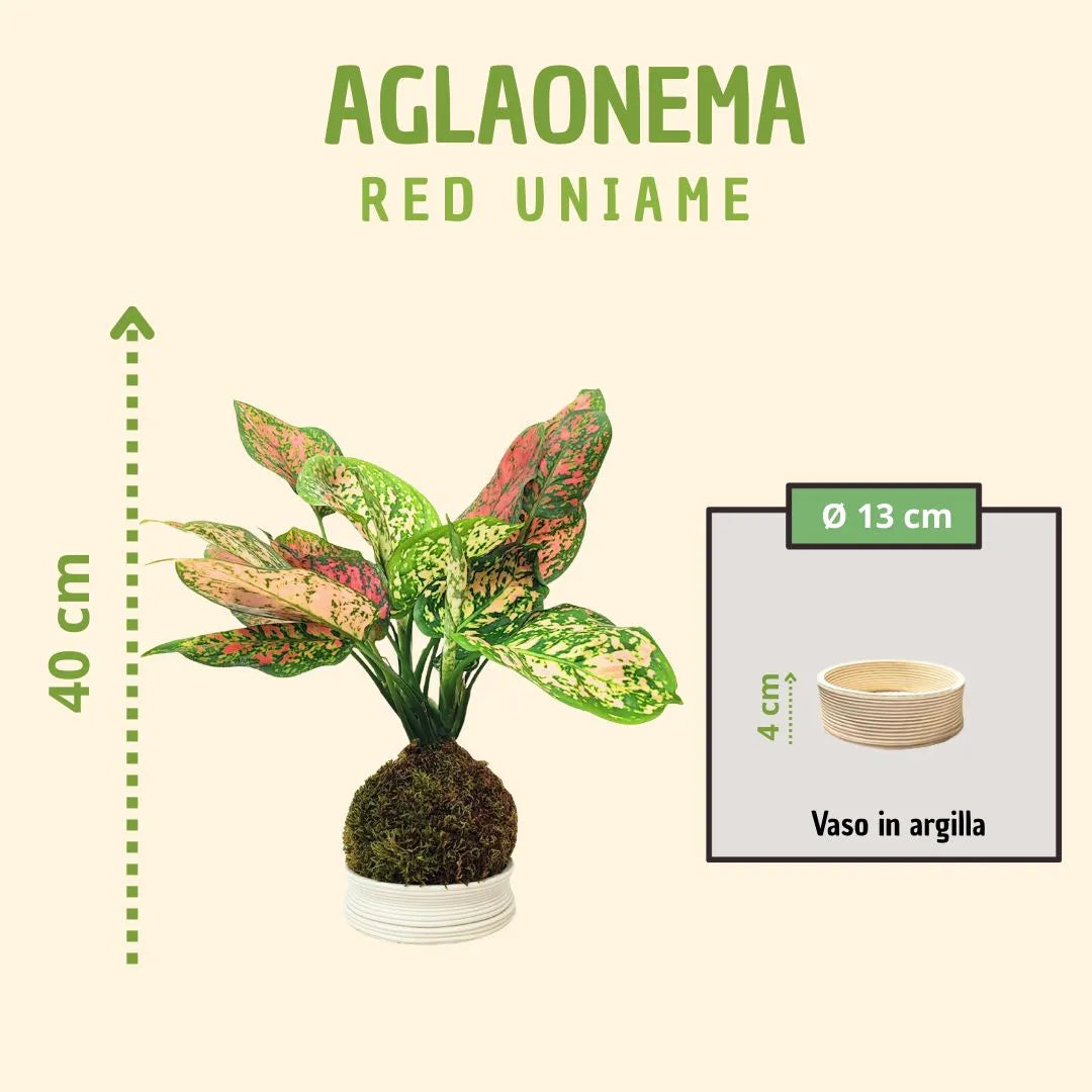 Kokedama Aglaonema Red Uniame con scatola regalo