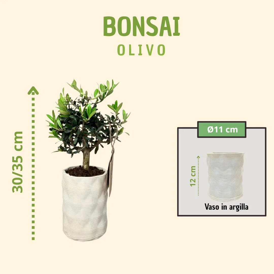 Bonsai olivo in vaso andromeda con scatola regalo