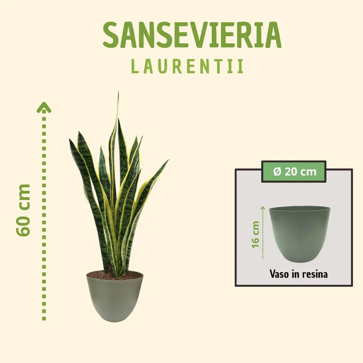 Sansevieria  Laurentii H.60 con scatola regalo