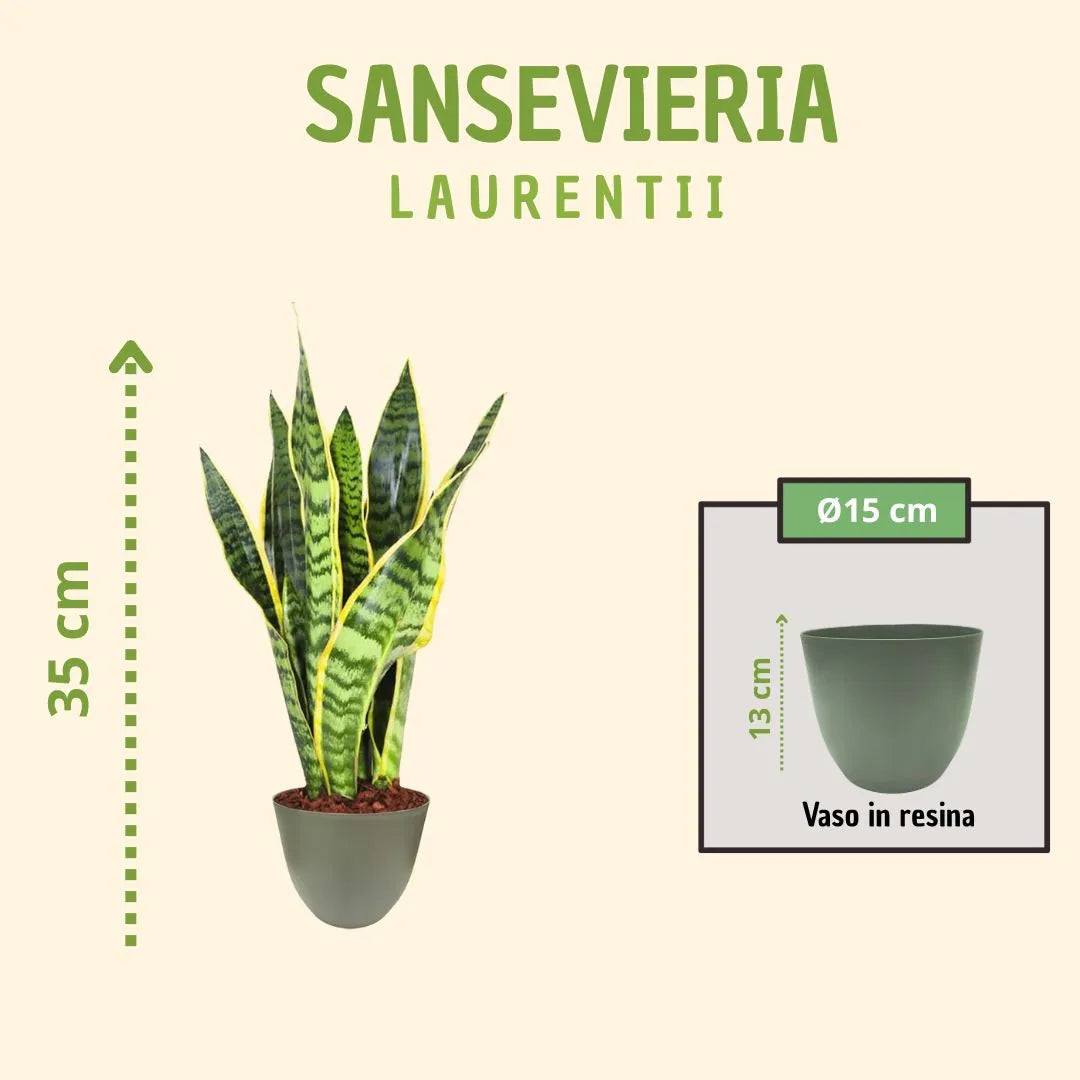 Sansevieria  Laurentii H.35 con scatola regalo