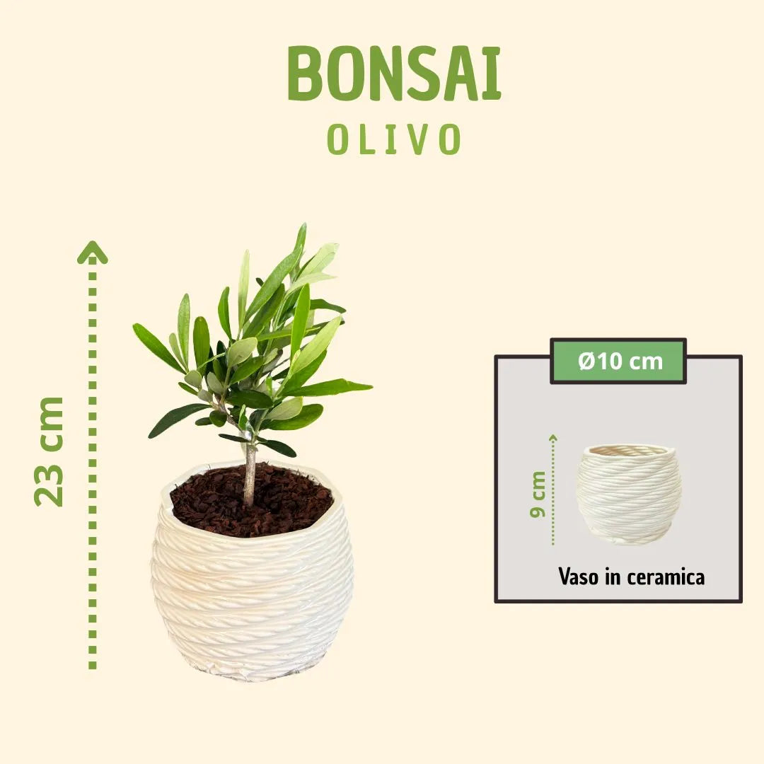 Bonsai olivo in vaso carina con scatola regalo