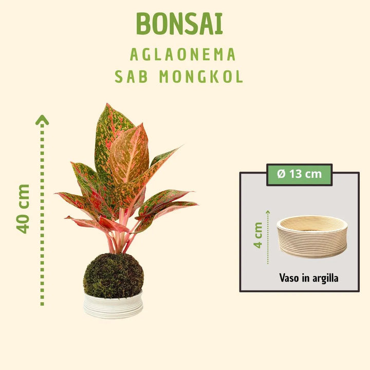 Kokedama Aglaonema Sab Mongkol con scatola regalo