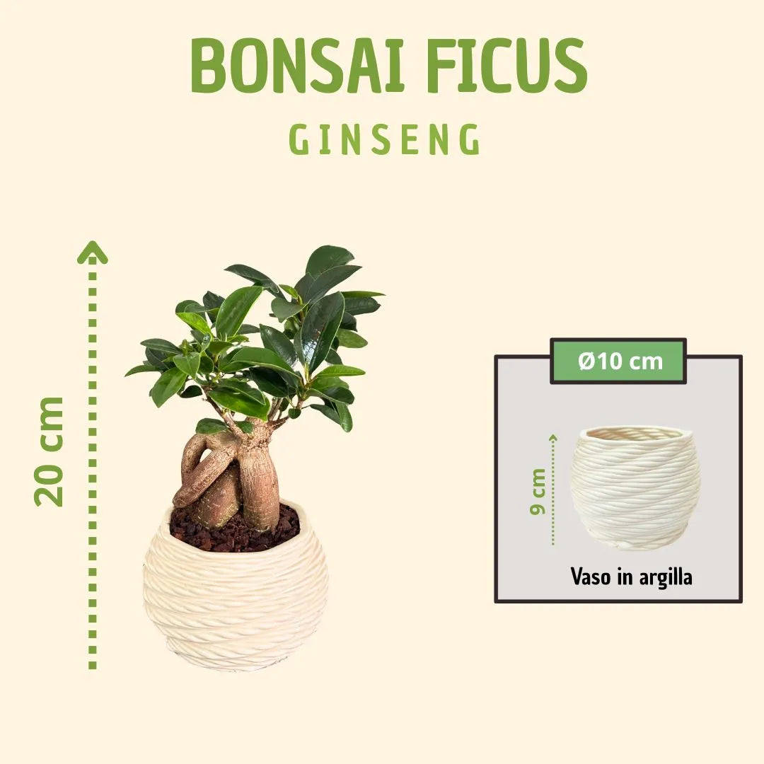 Bonsai ficus ginseng in vaso carina con scatola regalo