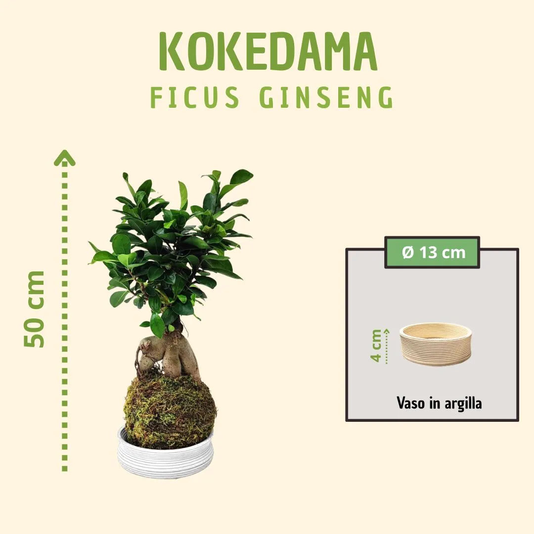 Kokedama Bonsai Ficus Ginseng con scatola regalo