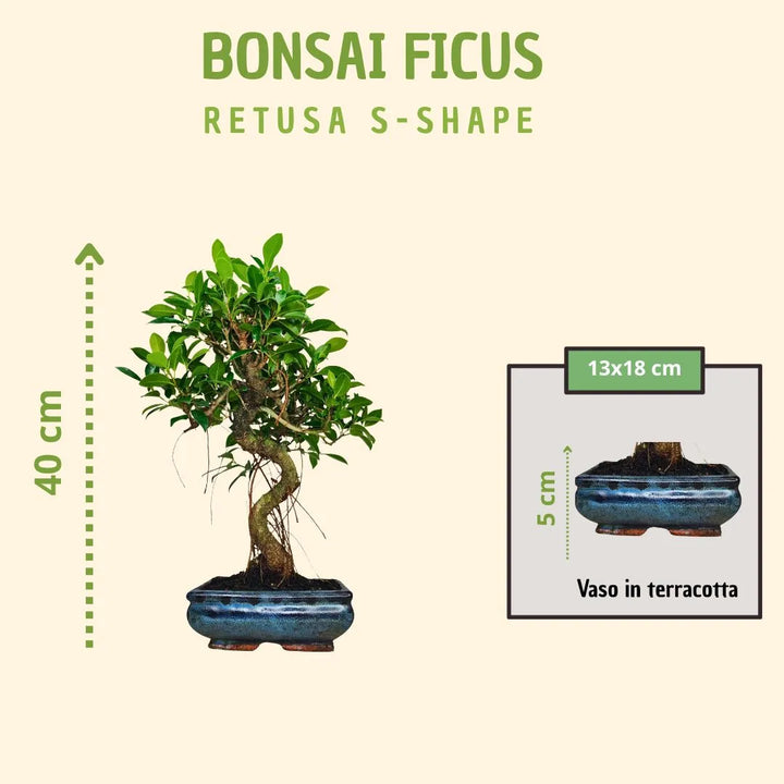 Bonsai Ficus Retusa S-Shape con scatola regalo