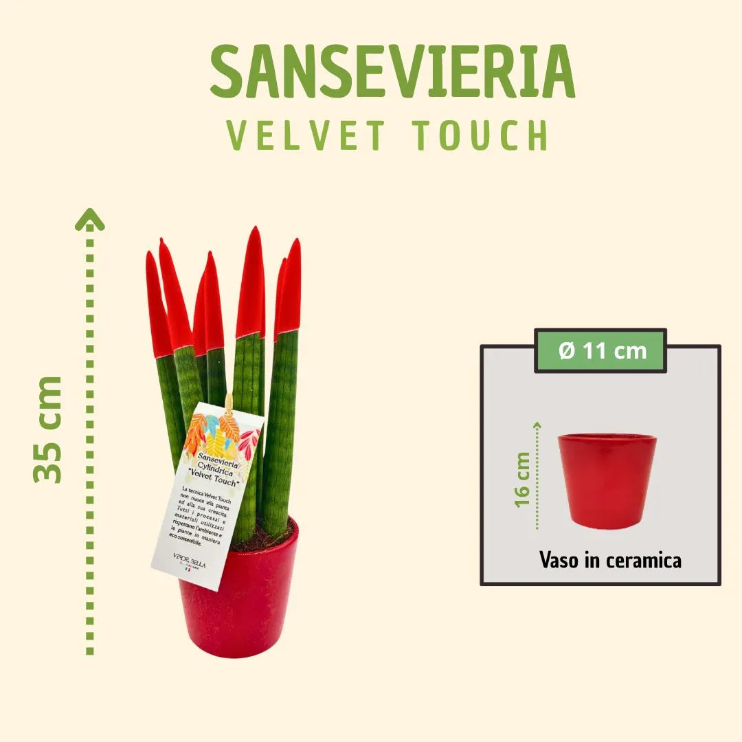 Sansevieria Velvet Touch rossa con scatola regalo
