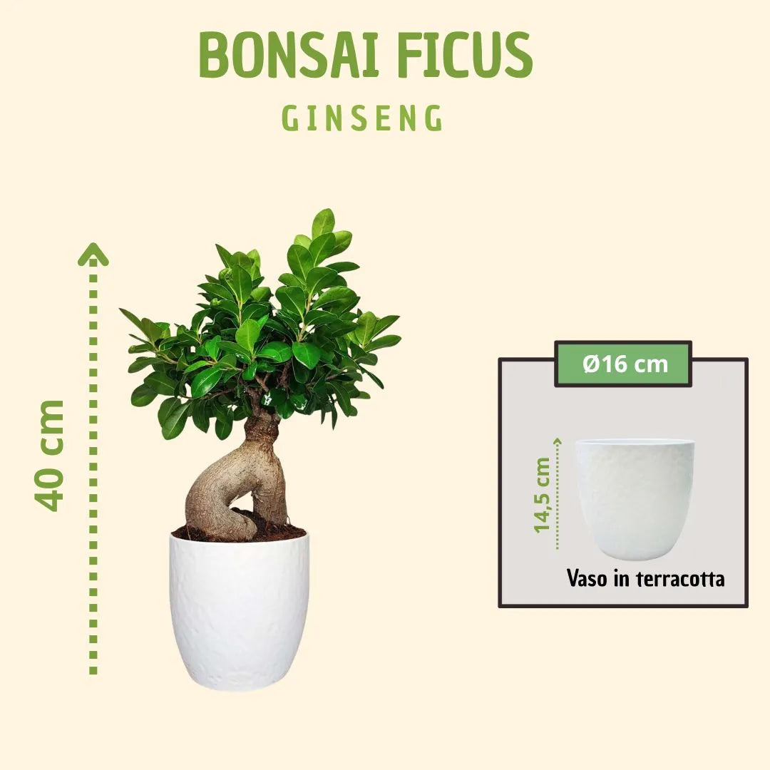 Bonsai ficus ginseng in vaso boston con scatola regalo