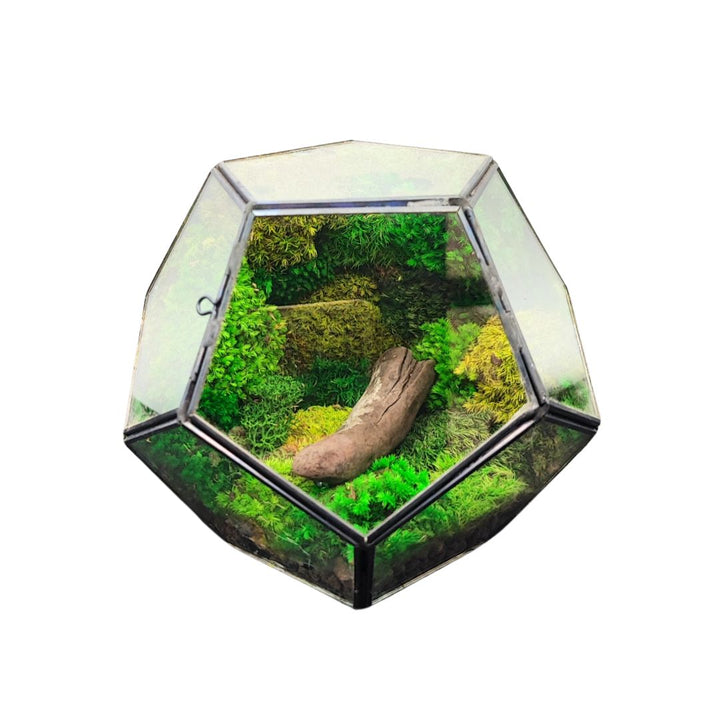 Terrarium geometrico in vetro con muschio stabilizzato e legno decorativo centrale

