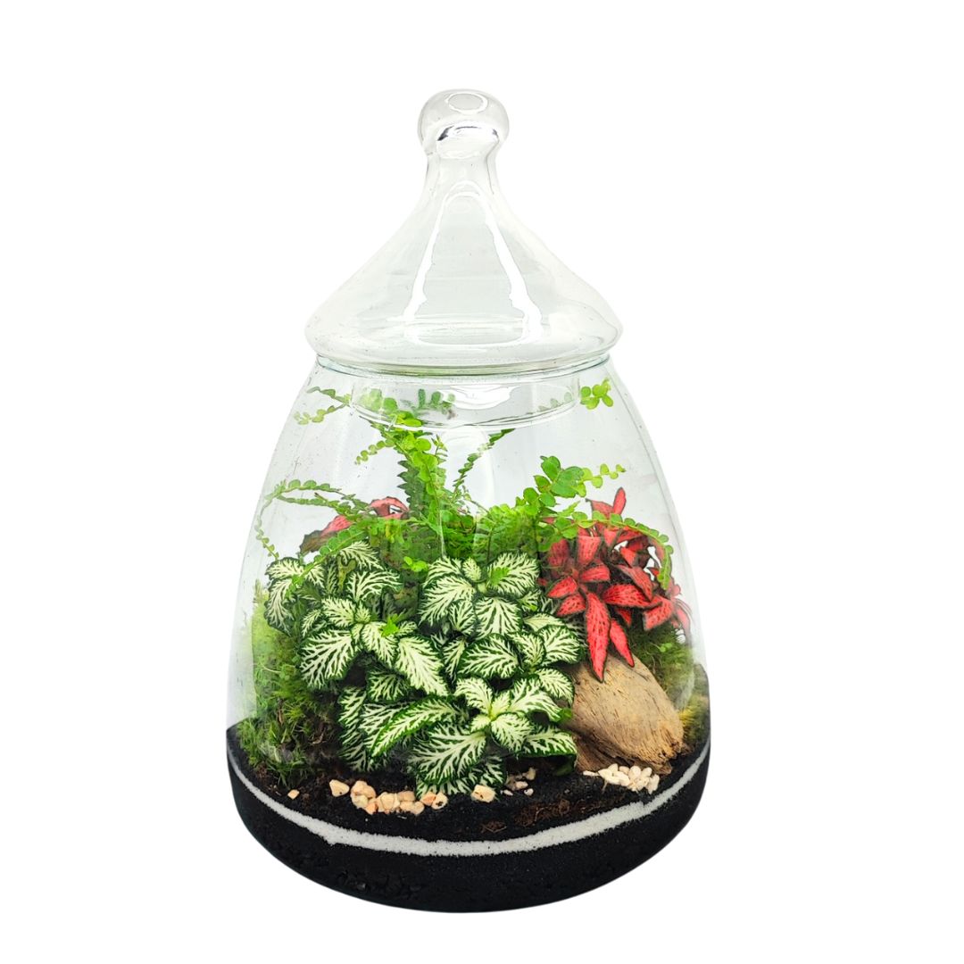 Terrarium Eternal Bloom 046 - i Giardini di Giulia  