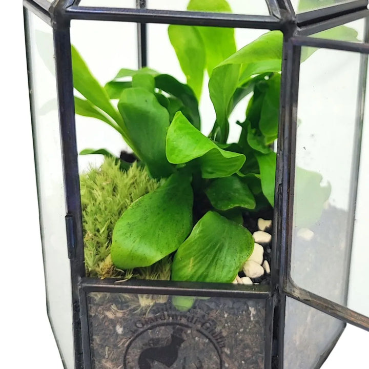 Terrarium Geometrico Dalia con piante verdi - vista laterale su sfondo chiaro