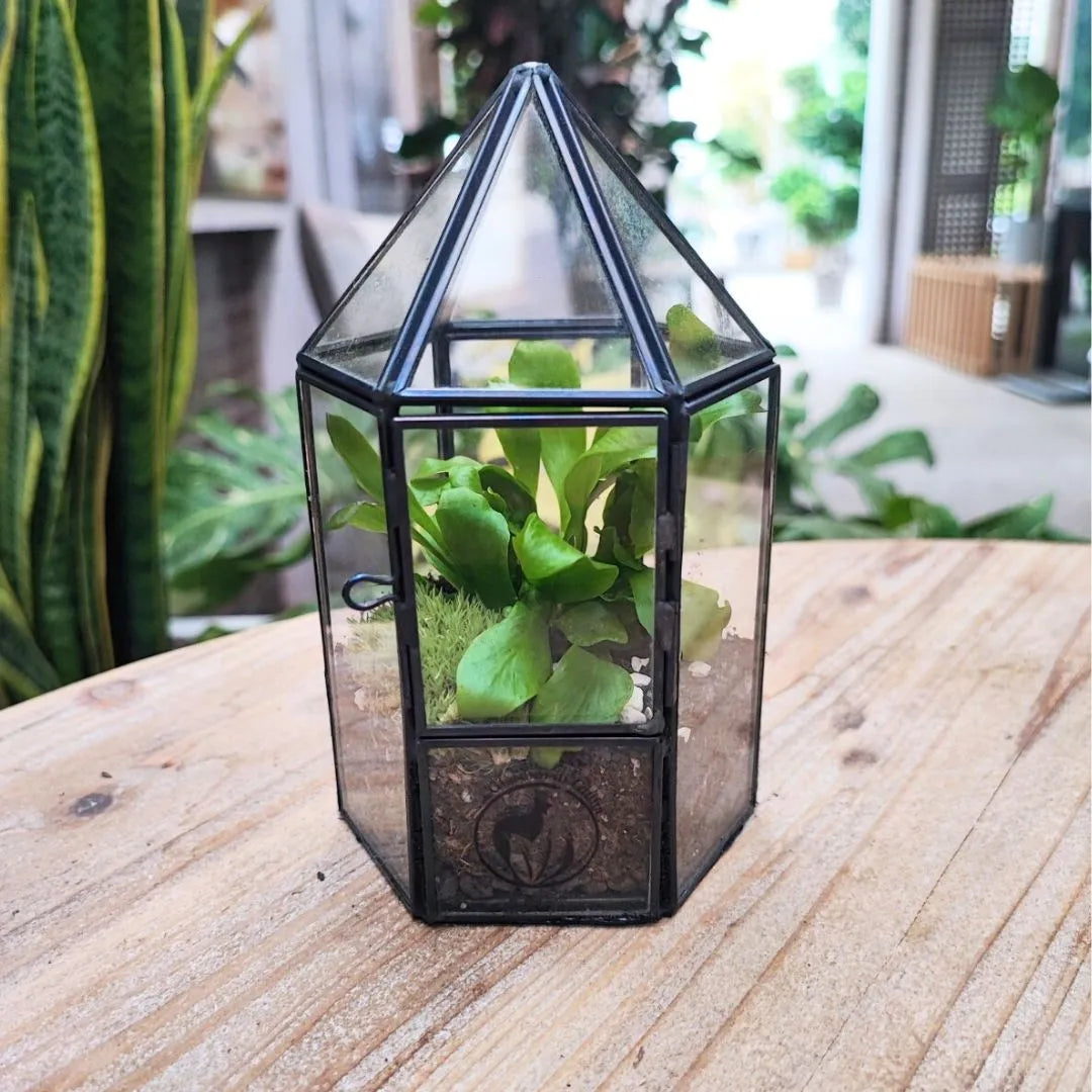 Terrarium piante - composizione botanica interna con felce e muschio stabilizzato