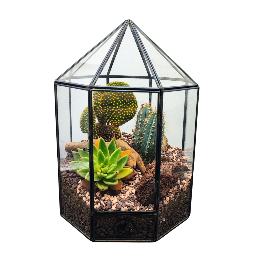 Terrarium Piante Grasse in Serra  Piramidale - i Giardini di Giulia  